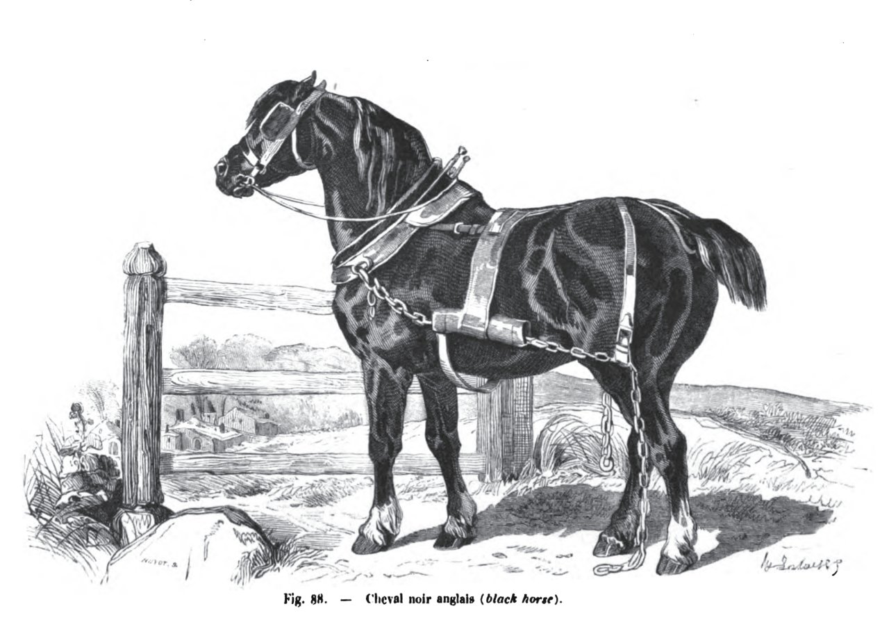 7 Raças de Cavalos Extintas