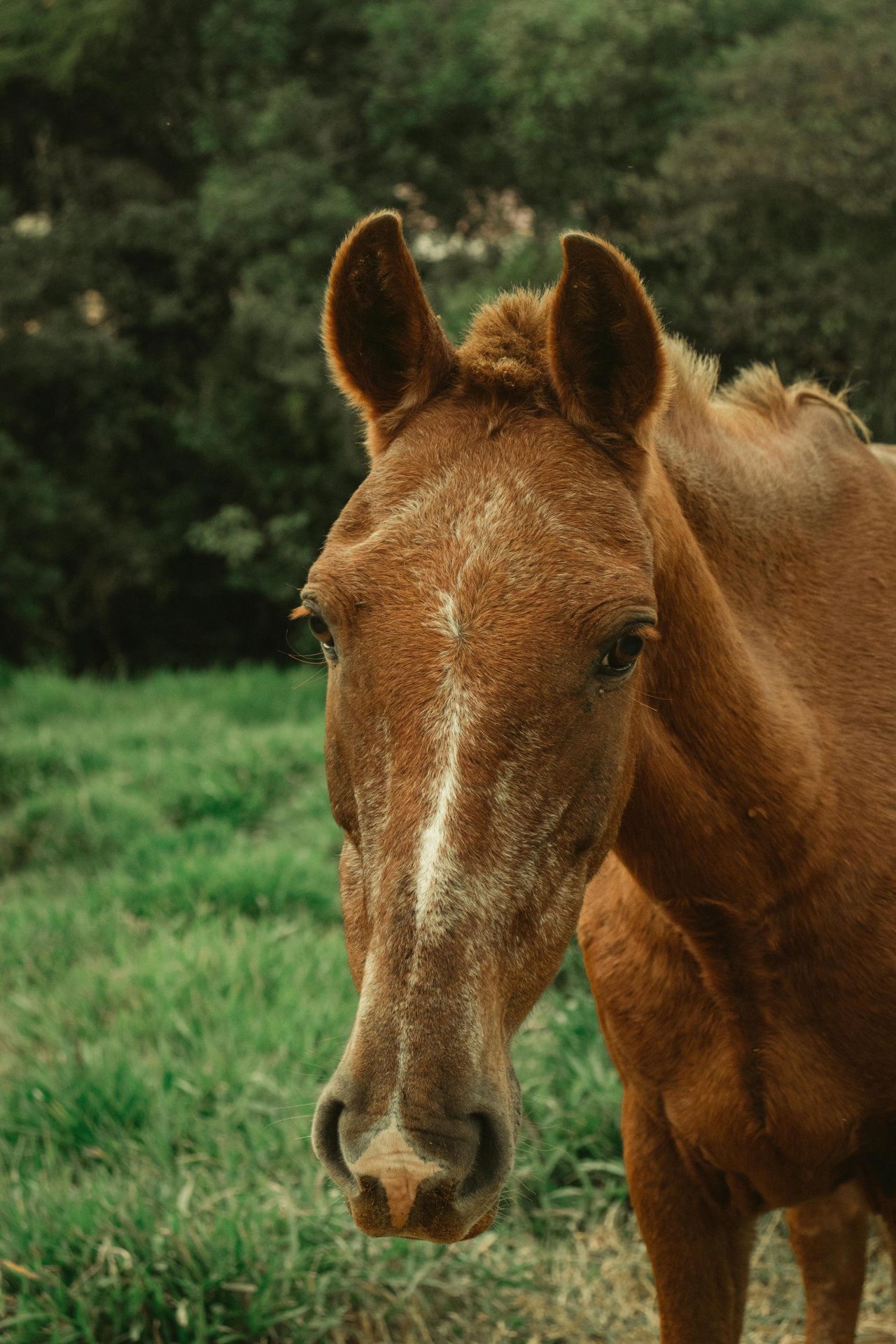 Linha do Tempo da Vida de um Cavalo