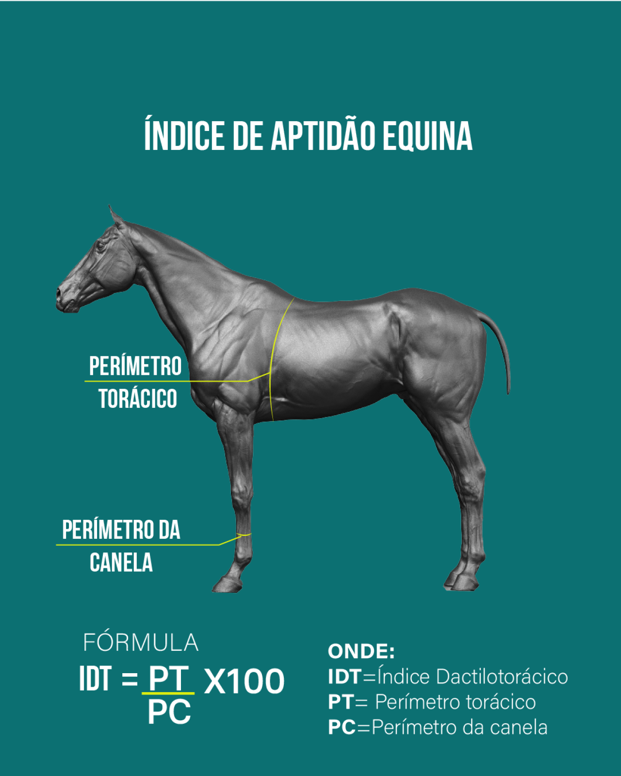 Relação entre Perímetro Torácico e Perímetro da Canela nos Cavalos: O que isso revela sobre a aptidão?