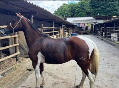 Égua MM pampa castanho, 4-5 anos , marcha batida
