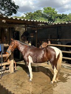 Égua MM pampa castanho, 4-5 anos , marcha batida